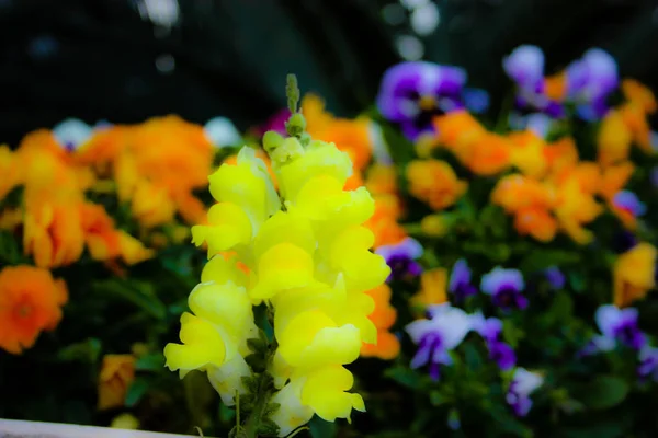 Zbliżenie Kolorowe Kwiaty Jerozolimy Izraelu — Zdjęcie stockowe