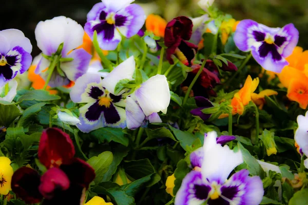 Närbild Färgglada Blommor Från Jerusalem Israel — Stockfoto