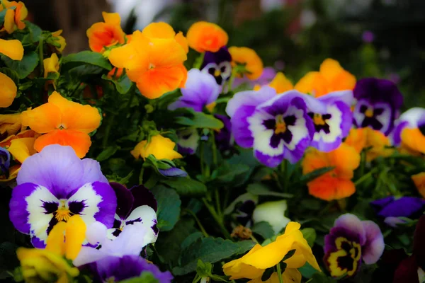 Closeup Colorful Flowers Jerusalem Israel — Stock Photo, Image