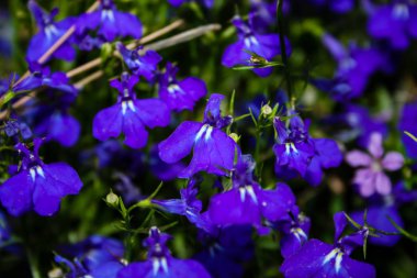 Closeup İsrail Kudüs'ten renkli çiçekler