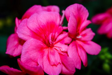 Closeup İsrail Kudüs'ten renkli çiçekler