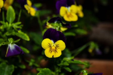 Closeup İsrail Kudüs'ten renkli çiçekler