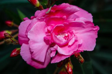 Closeup İsrail Kudüs'ten renkli çiçekler