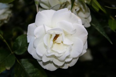 Closeup İsrail Kudüs'ten renkli çiçekler