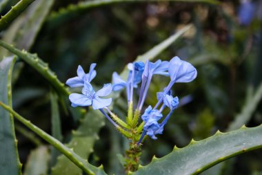 Closeup İsrail Kudüs'ten renkli çiçekler