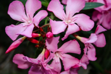Closeup İsrail Kudüs'ten renkli çiçekler