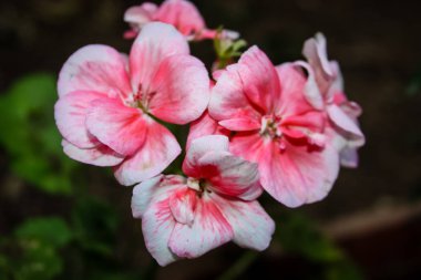 Closeup İsrail Kudüs'ten renkli çiçekler