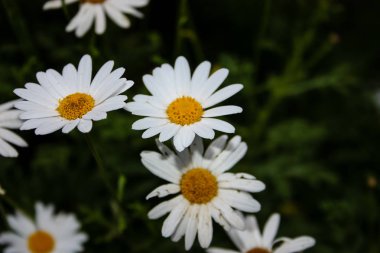 Closeup İsrail Kudüs'ten renkli çiçekler
