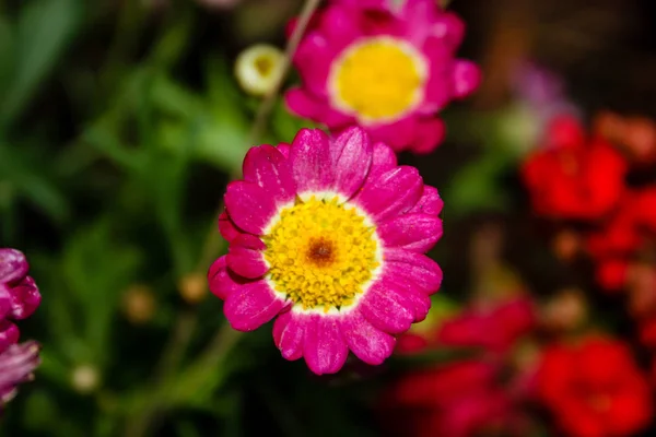 Close Flores Coloridas Jerusalém Israel — Fotografia de Stock