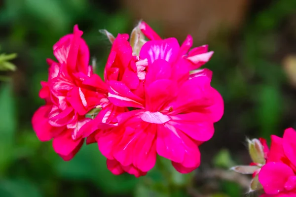 Close Flores Coloridas Jerusalém Israel — Fotografia de Stock