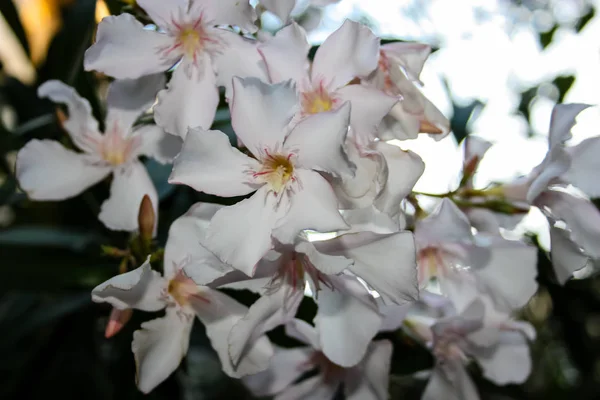 Close Van Kleurrijke Bloemen Uit Jeruzalem Israël — Stockfoto