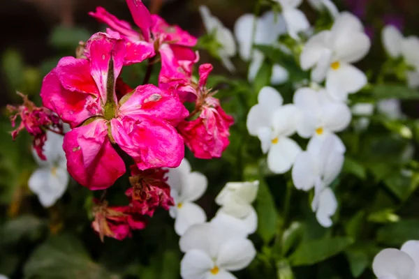 Close Flores Coloridas Jerusalém Israel — Fotografia de Stock