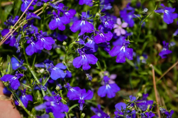 Närbild Färgglada Blommor Från Jerusalem Israel — Stockfoto