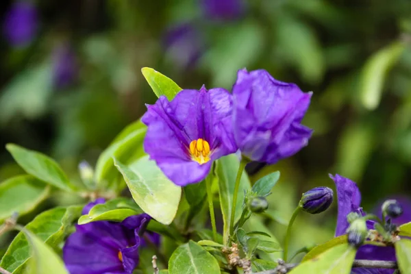 Primo Piano Fiori Colorati Gerusalemme Israele — Foto Stock