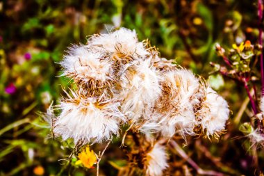 portre renkli çiçek