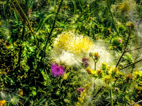 Close Flores Coloridas — Fotografia de Stock