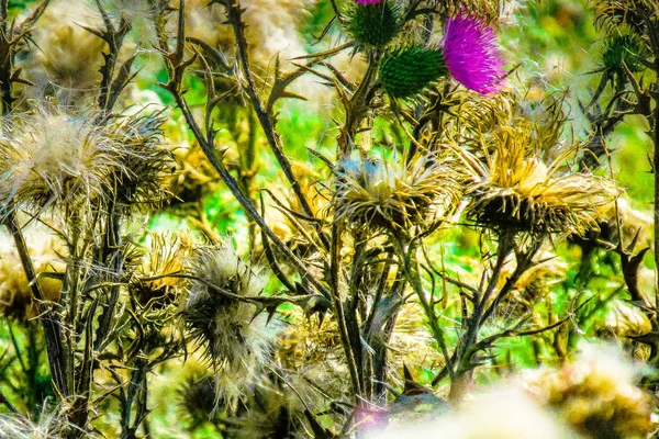 Closeup Colorful Flowers — Stock Photo, Image