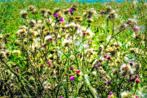 色とりどりの花のクローズ アップ — ストック写真