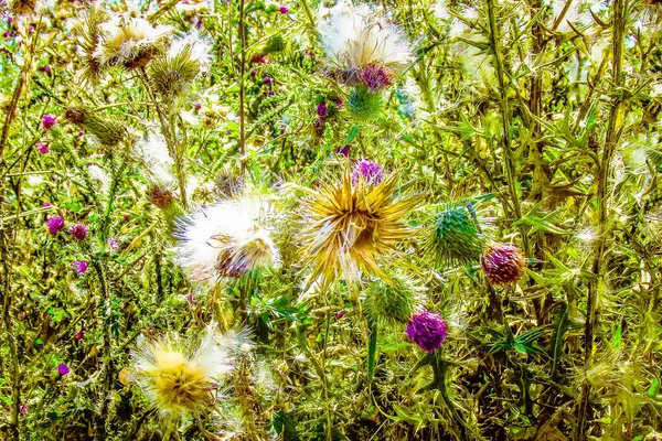 Closeup Colorful Flowers — Stock Photo, Image