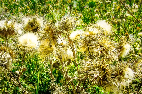 Close Flores Coloridas — Fotografia de Stock