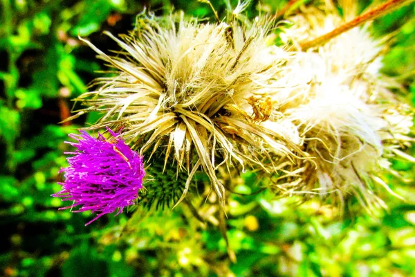 Närbild Färgglada Blommor — Stockfoto
