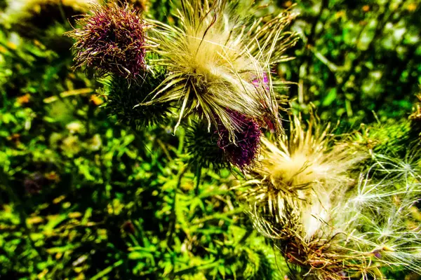 Close Flores Coloridas — Fotografia de Stock