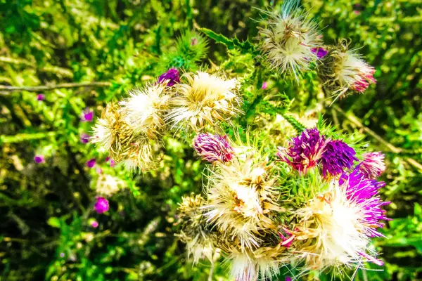 Close Flores Coloridas — Fotografia de Stock