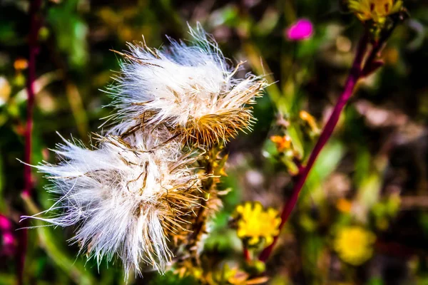 Primer Plano Flores Colores — Foto de Stock