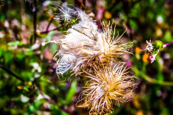 Detailní Barevné Květiny — Stock fotografie