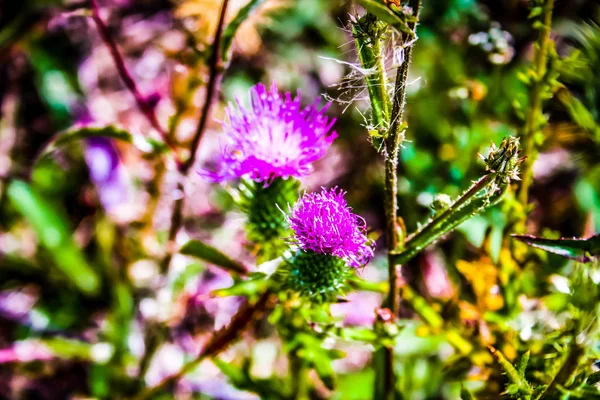 Zbliżenie Kolorowych Kwiatów — Zdjęcie stockowe