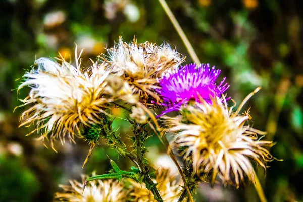 Close Flores Coloridas — Fotografia de Stock