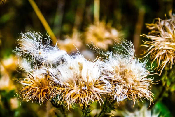 Detailní Barevné Květiny — Stock fotografie