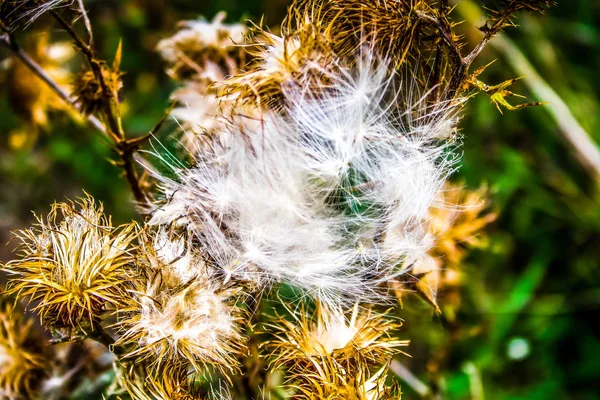 色とりどりの花のクローズ アップ — ストック写真