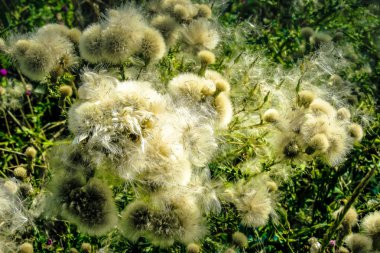 portre renkli çiçek