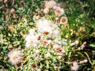 portre renkli çiçek