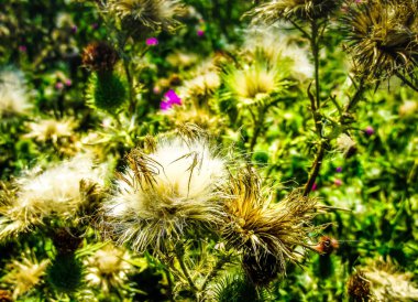 portre renkli çiçek