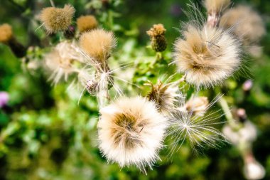 portre renkli çiçek