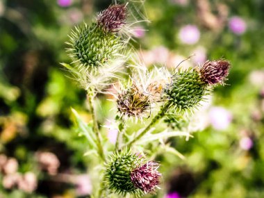 portre renkli çiçek