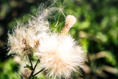 portre renkli çiçek