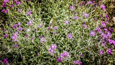 portre renkli çiçek