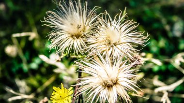 portre renkli çiçek