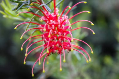 Closeup İsrail Kudüs'ten renkli çiçekler