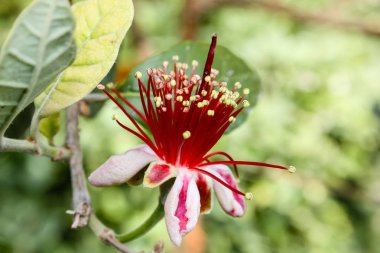 Closeup İsrail Kudüs'ten renkli çiçekler