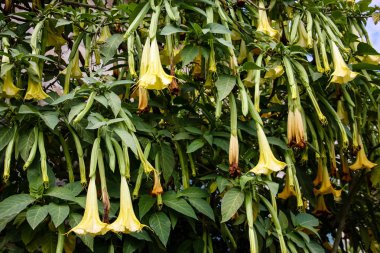 Closeup İsrail Kudüs'ten renkli çiçekler