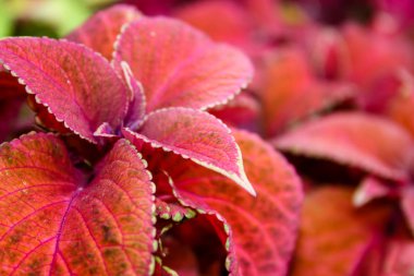 Closeup İsrail Kudüs'ten renkli çiçekler