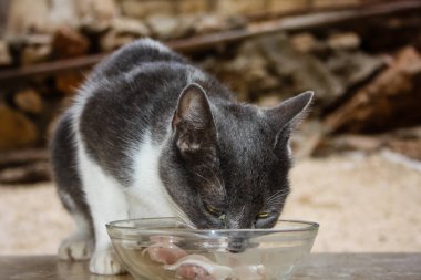 Bir kase içinde balık yemek bir kedi closeup