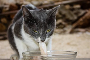 Bir kase içinde balık yemek bir kedi closeup