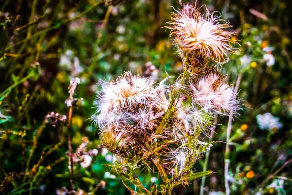 Detailní Barevné Květiny — Stock fotografie