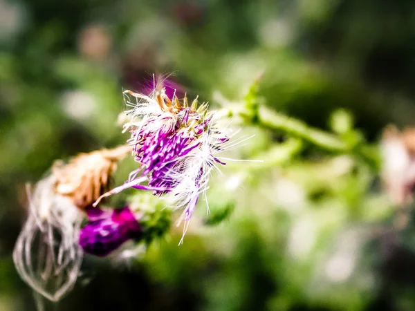 Närbild Färgglada Blommor — Stockfoto