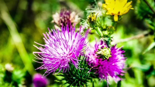 Closeup Colorful Flowers — Stock Photo, Image